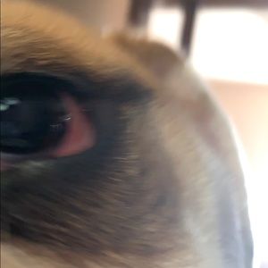 Meet your Posher, Daylen